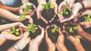 Tree Plantation Drive